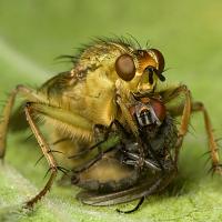 Dung Fly with prey 3 